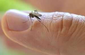 9 современных и народных способов защититься от комаров летом