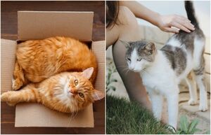 Откуда такая любовь к коробкам, и другие странные кошачьи повадки, которые давным-давно рассекретили