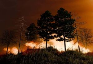 От окурка до смога в городах: почему в России ежегодно горят леса