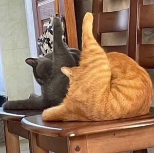 Фотоприколы с кошками (16 шт)