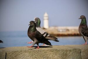 Почему при ходьбе голуби кивают головой