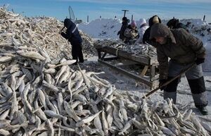 Действительно ли в Советском Союзе щуками топили паровозы