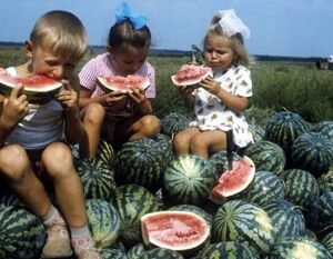 Арбузы в СССР: чем они отличались от современных