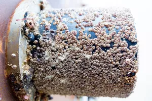 Российские ученые рассказали о необычном экологическом феномене в водоемах около АЭС