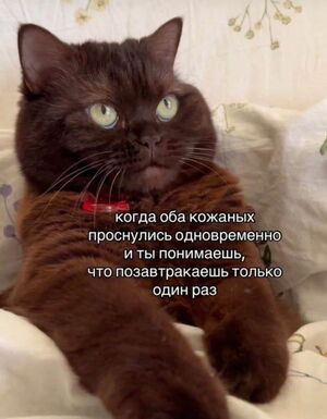 Большой сборник юмора в мемах и прикольных фотографиях в пятницу!