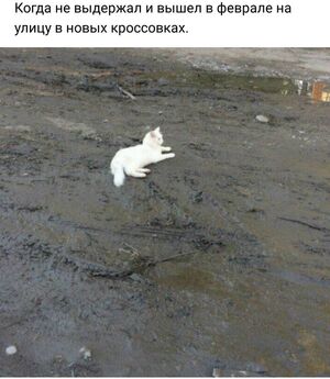 Воскресный заряд позитива: Лучшие мемы для отличного настроения!