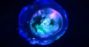 Ученые создали миниатюрную модель человеческого мозга с несколькими взаимосвязанными регионами