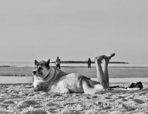 Улица полна неожиданностей: прикольные стоп-кадры уличных фотографов (22 фото)