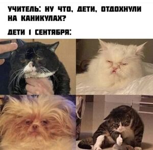Лучшие мемы в большой подборке юмора!