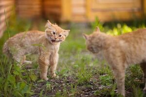 Что происходит с котом, когда он получает дозу валерьянки