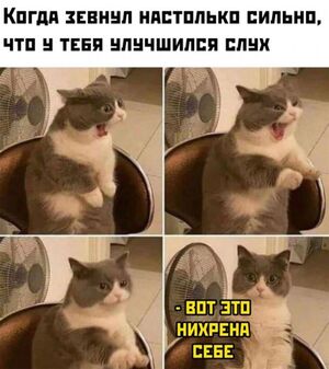 Мемы и картинки с взрослым юмором