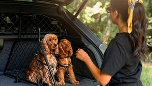 Bentley Bentayga обзавелся набором аксессуаров для поездок с питомцами