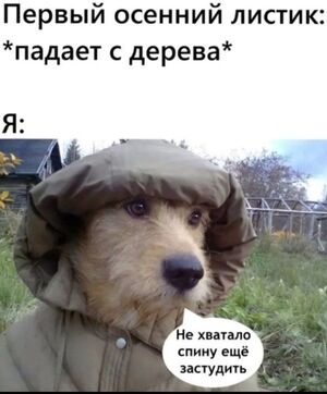 Самые смешные мемы с чёрным и аморальным юмором