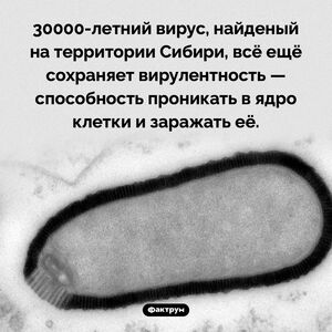 30000-летний вирус
