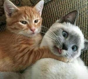 Смешных кошек вам в ленту! (19 фото)