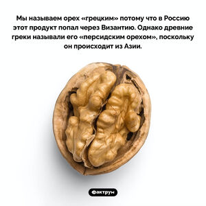 Почему орех «грецкий»