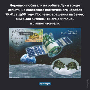 Черепахи были на орбите Луны