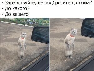 Картинки с прикольными надписями для настроения!