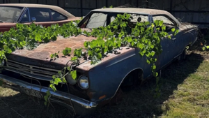 Редкий Plymouth GTX 1969 года с растениями внутри ищет нового владельца