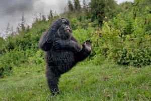 Самые смешные животные 2025 года: объявлены финалисты Nikon Comedy Wildlife Awards