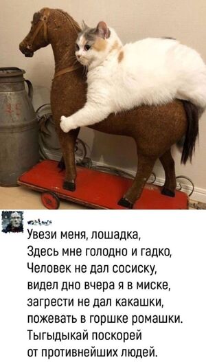 Осторожно: контент может вызвать не только смех, но и легкое замешательство.