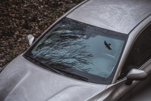 Почему птицы чаще всего пачкают темные и красные автомобили на парковках