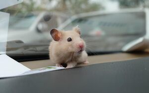 В Москве штрафуют водителей за оставленных в машинах питомцев