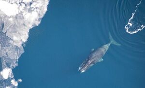 Гренландский кит, способный жить до 200 лет, наконец раскрывает свой секрет долголетия