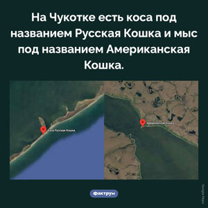 Американская и Русская Кошки