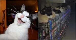 Как бездомные животные остановили криптоферму в Китае