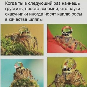 Утро с улыбкой: ваш заряд позитива в мемах!