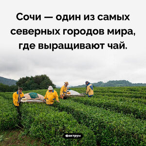 Северный чай Сочи