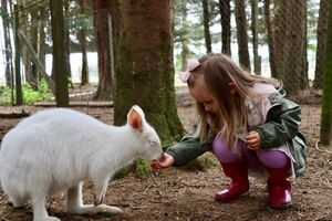 Правда ли, что в Австралии разводят и едят кенгуру, как коров или овец