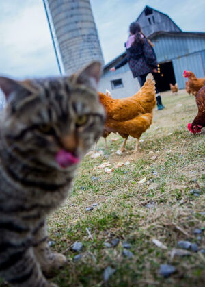 Когда уши и хвосты врываются в кадр: забавные фотобомбы с участием животных (23 фото)