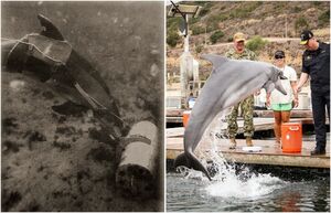 Плавники на боевом дежурстве: как китов и дельфинов тренируют для службы на флоте