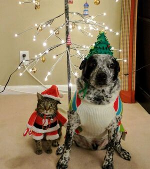 Здоровый юмор: как комедия укрепляет моральное состояние в праздники?