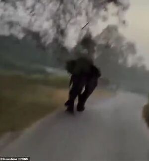 Дикий слон атаковал туристов на сафари в Индии: видео спасения в последний момент