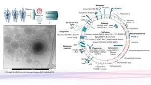 Ученые расшифровали «почтовую систему» организма человека, скрытую в крови