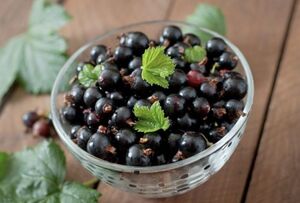 Почему в США запретили черную смородину