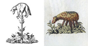 Баранец — загадочное русское «растение»