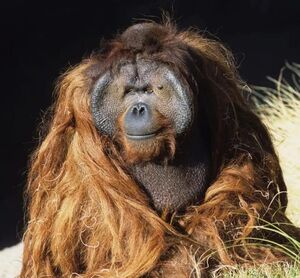 История Кеннета Аллена — свободолюбивого орангутана-побегушника