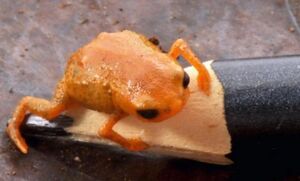 В бразильских лесах обнаружена миниатюрная жаба размером с кончик карандаша