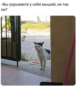 Готовы к порции убойного позитива на выходные? 