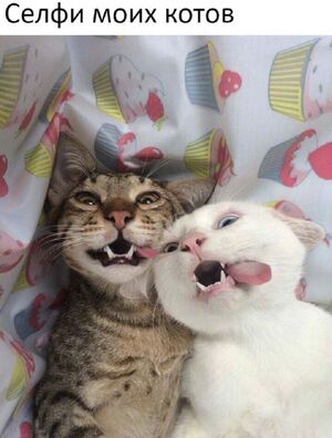 Самый свежий юмор в картинках и мемах для поднятия настроения