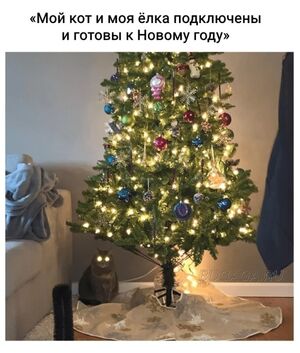 Новогодние мемы с кошками (10 шт)