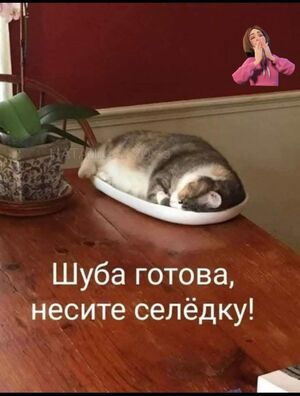 Зарядитесь позитивом! Представляем вам свежую порцию смеха!