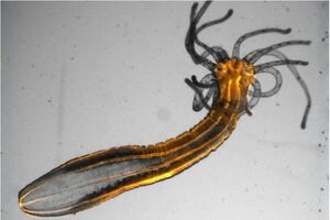 Зачем спят существа без мозга? Новое исследование раскрывает эволюционную тайну сна