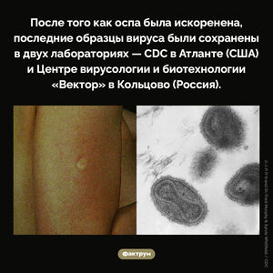 Где хранится вирус оспы