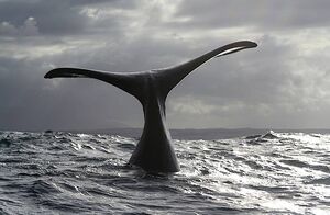 Как спят киты и другие интересные факты об удивительных гигантах