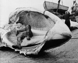 Исторические шедевры. Не может быть!